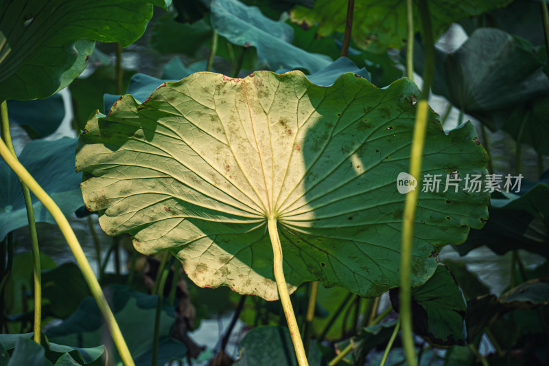 夏天池塘里的荷叶