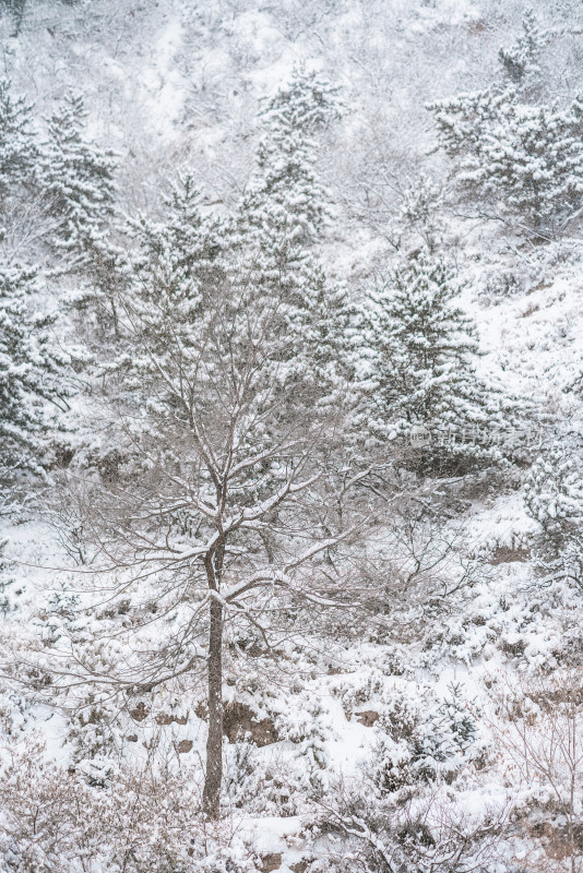 冬季山间挂满积雪的树木