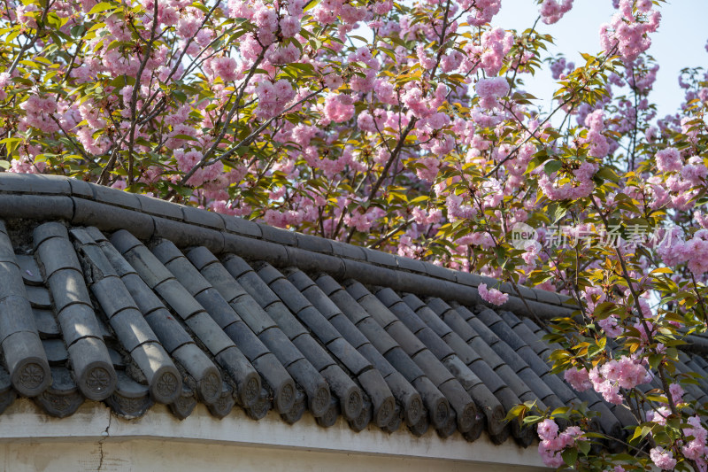 春天古建屋檐下的粉红色烂漫樱花