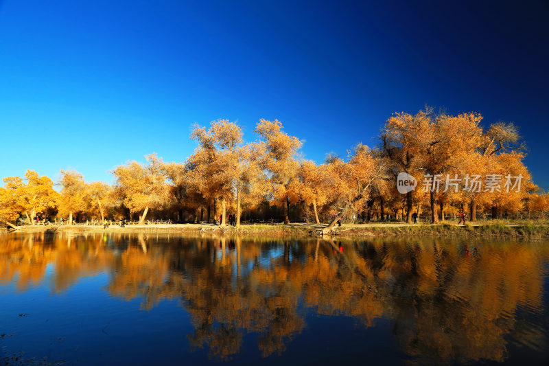 额济纳旗秋季河岸胡杨林
