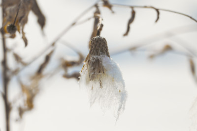 带雪残花特写展现冬日萧瑟景象