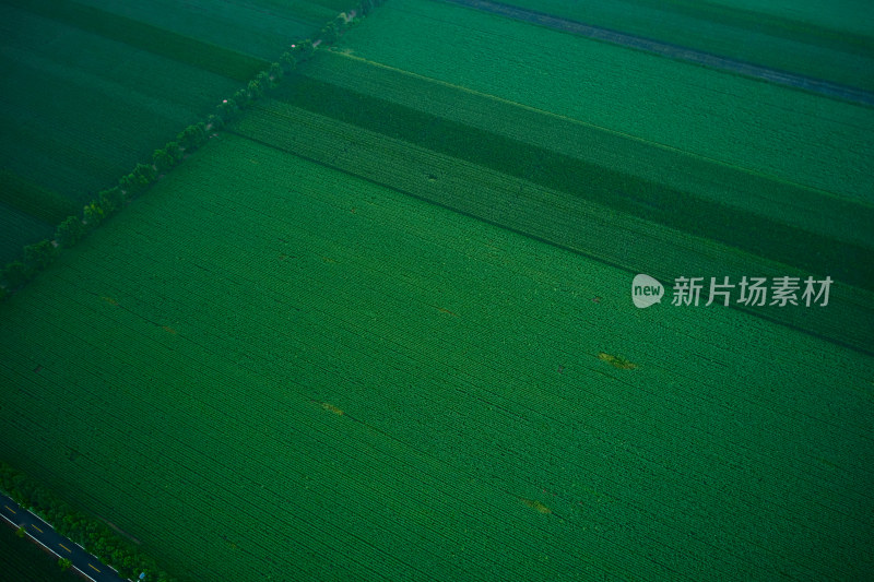 绿色的农田