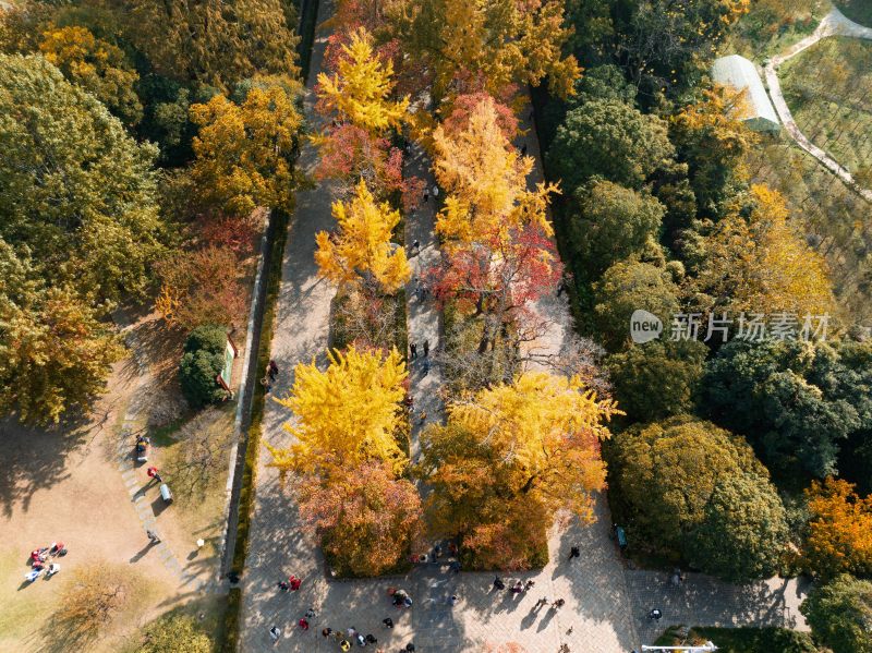 南京明孝陵石像路秋季美景