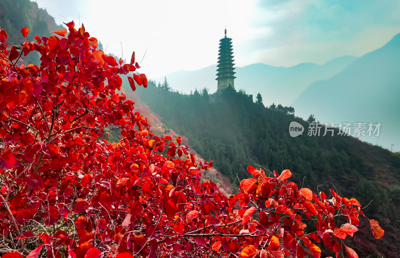 长江三峡巫峡红叶