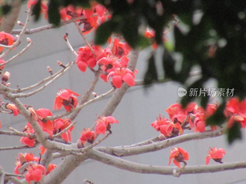 盛开的红色木棉花特写