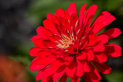 红色非洲菊，花心特写