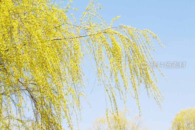 植物春天柳树天空风景背景自然户外