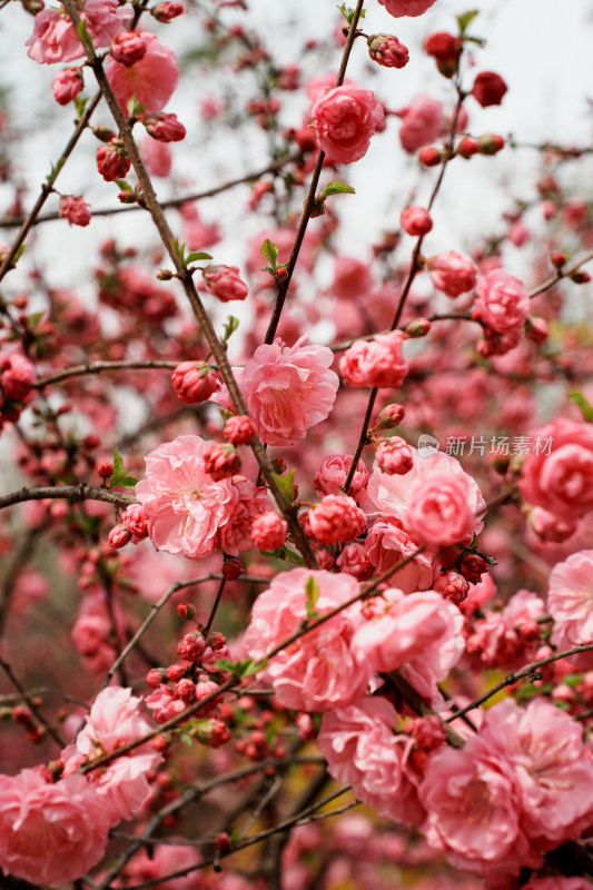 北京四得公园桃花树桃花