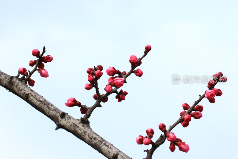 立春时节含苞怒放的红梅