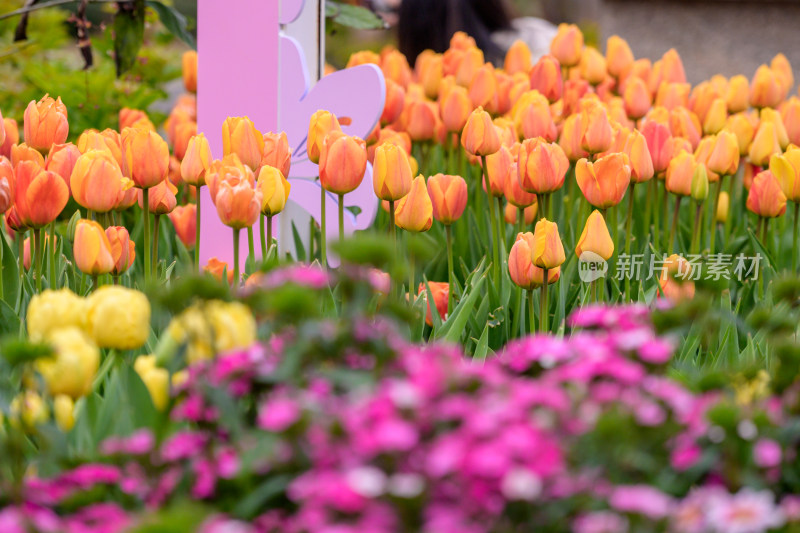 郁金香花海