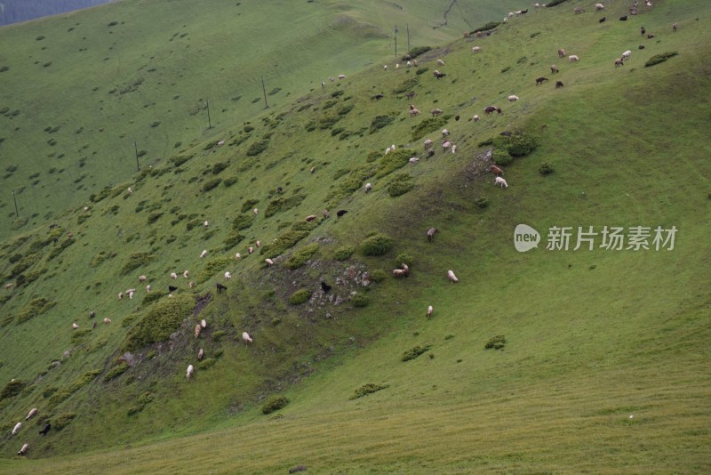 草原  放牧  绿色  美景  牛羊