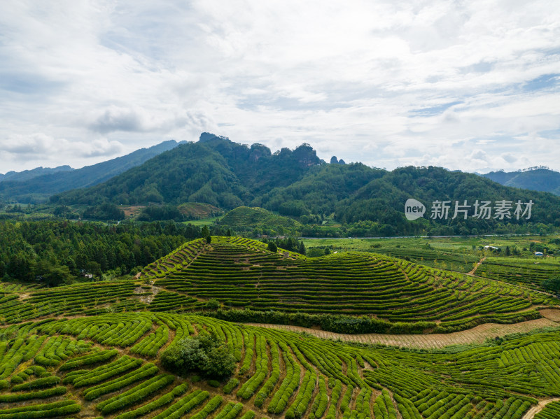 航拍武夷山绿色农田与茶园