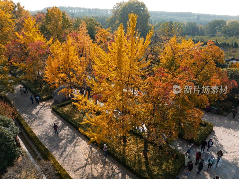 南京明孝陵石像路秋季美景