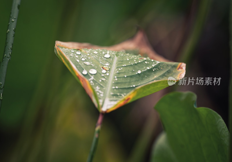 雨后绿叶上的水珠