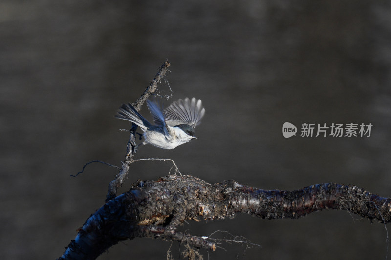 野生鸟类