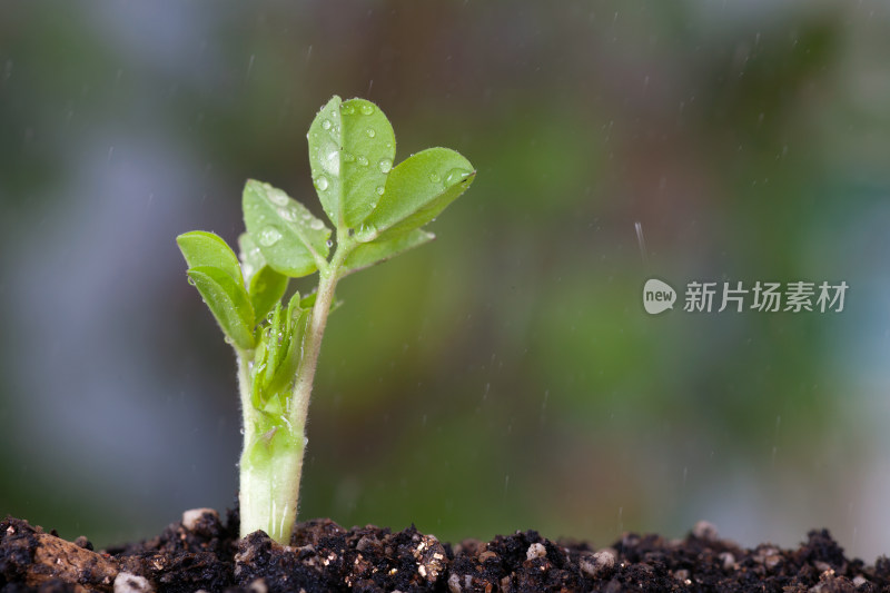 春天生长的嫩芽