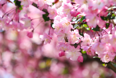 蜜蜂在春天阳光下的海棠花上采蜜