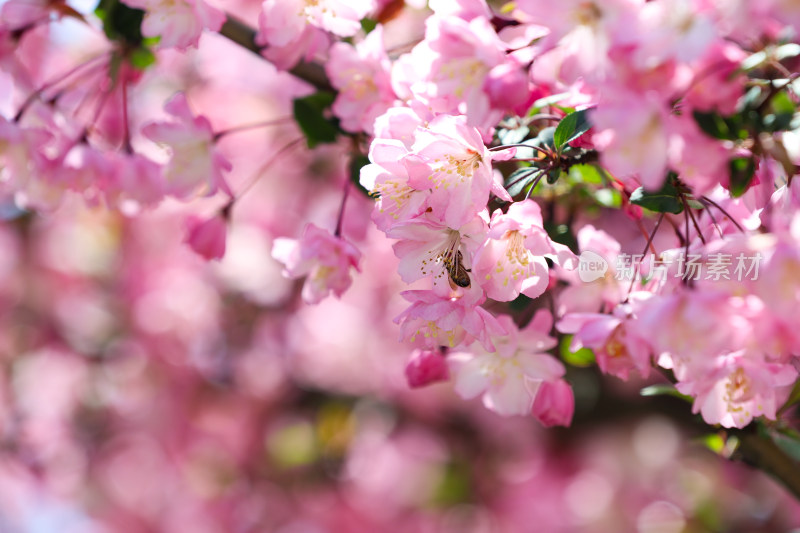 蜜蜂在春天阳光下的海棠花上采蜜