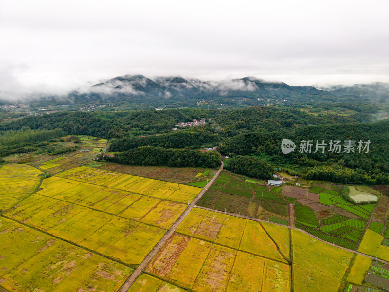 乡村振兴农田图