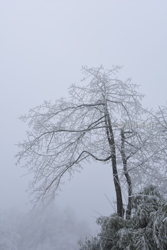 冬季雪景美景大雪