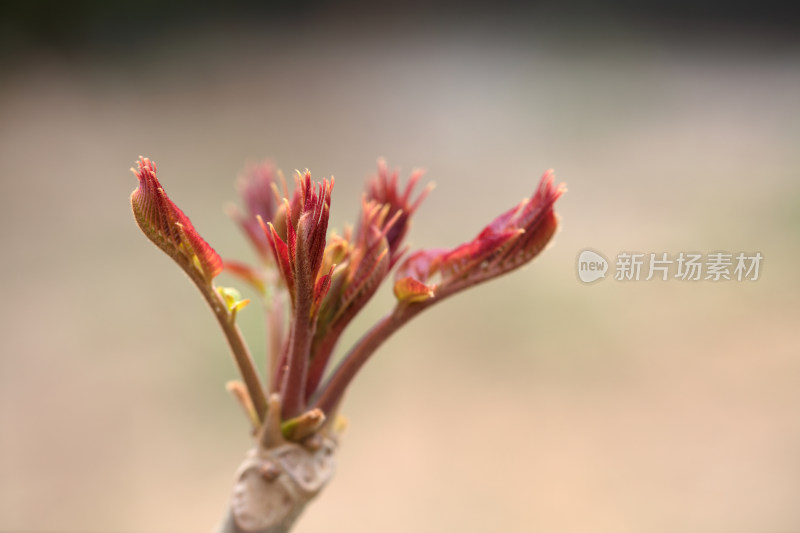 香椿嫩芽