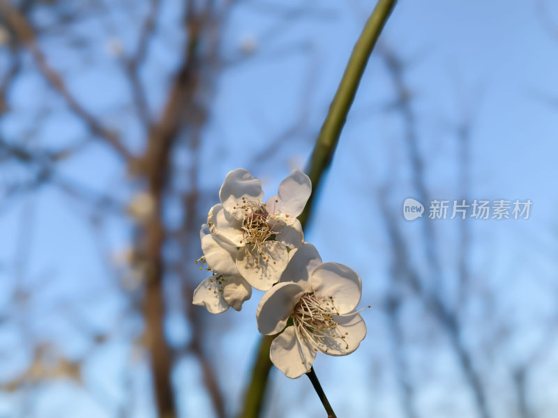 冬日暖阳下绽放的梅花特写