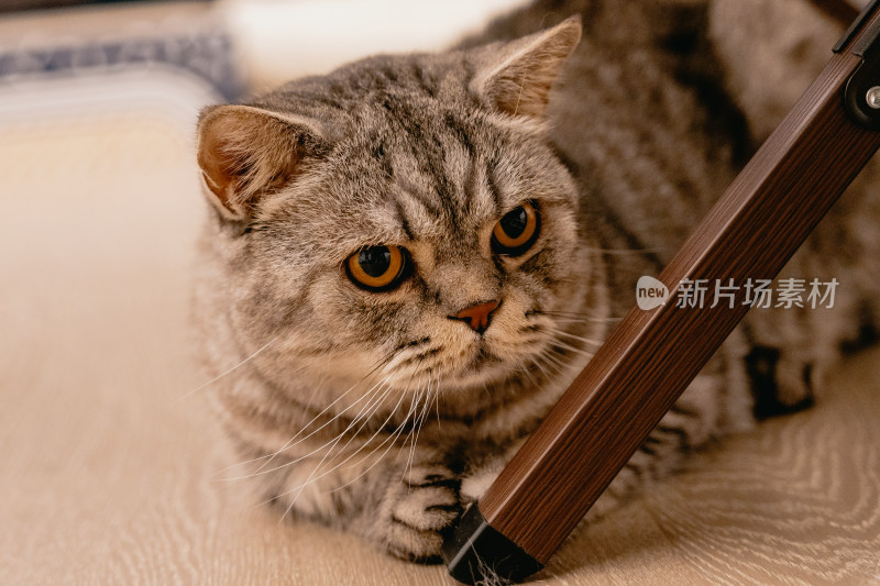 房间里可爱的宠物猫咪