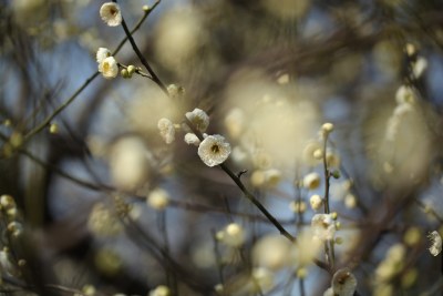 花草花卉