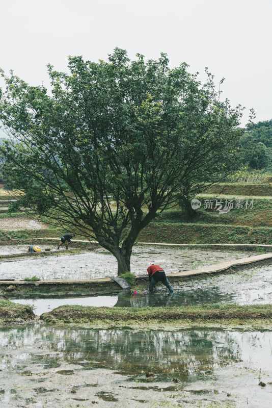 峨眉山田野劳作野趣