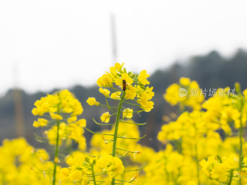 金黄的油菜花