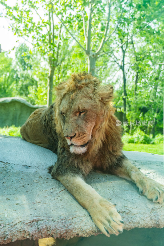 狮子雄狮趴在地上