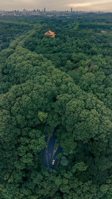 航拍南京紫金山茂密树林中的古建筑