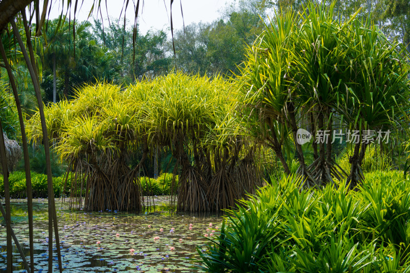 西双版纳中科植物园里的绿植景观