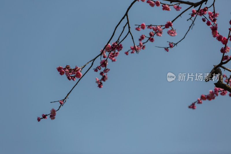 杭州花港观鱼枝头绽放的梅花特写