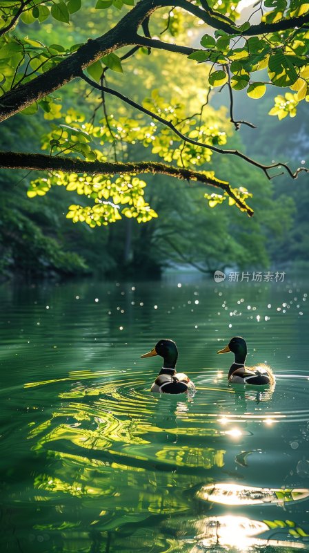 湖边鸭子春江水暖宁静悠闲湖泊背景