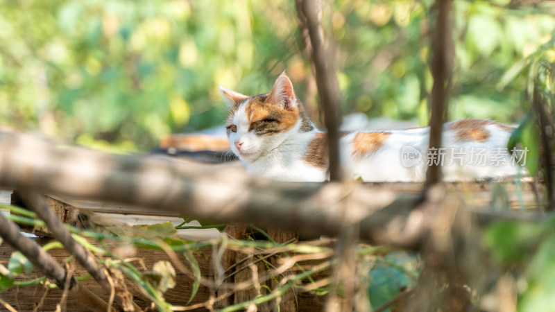 暖阳下的慵懒猫咪