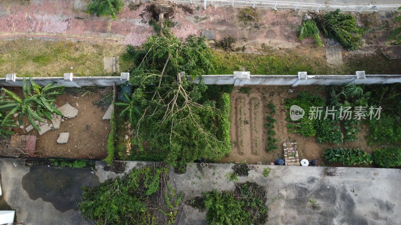 广东东莞：被台风吹倒的树木倒伏在围墙上