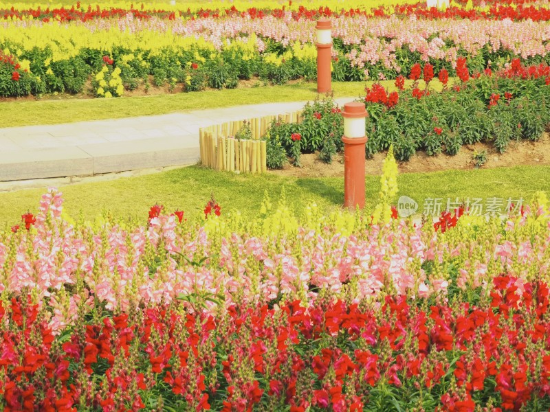 佛山市千灯湖公园金鱼草花海