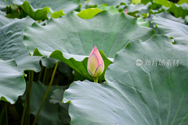 含苞待放的荷花