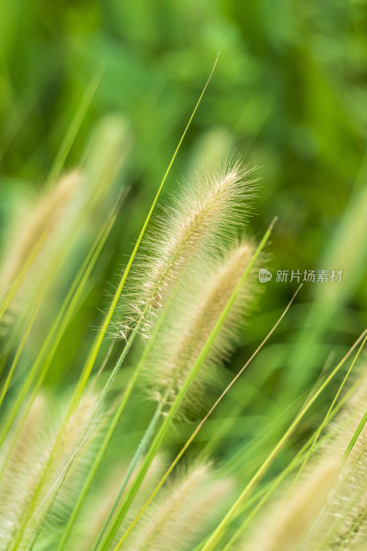 唯美植物图片