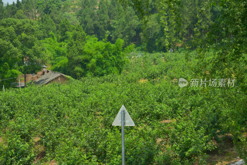 绿意盎然的藤椒树与乡村小屋