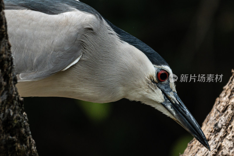 夜鹭特写镜头展现其独特外貌