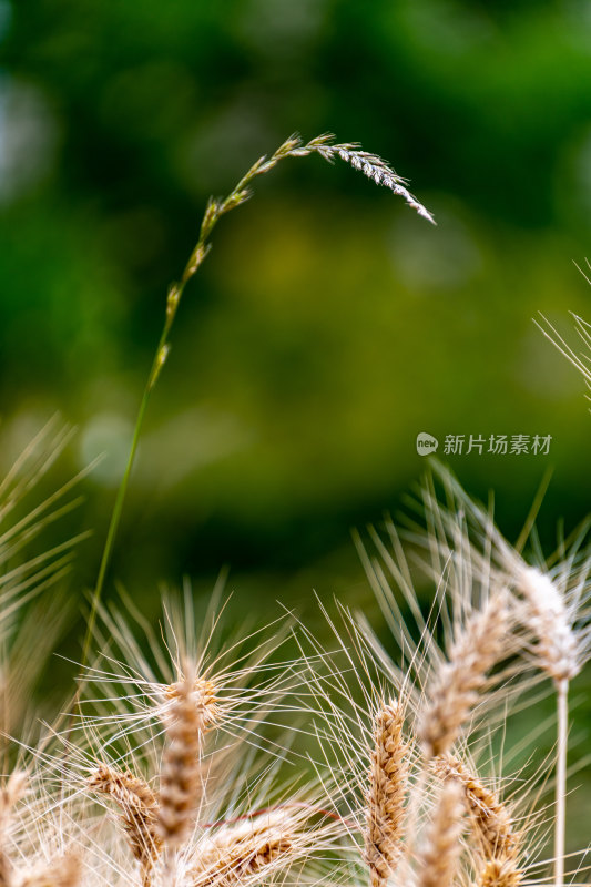 麦子成熟时小麦麦穗