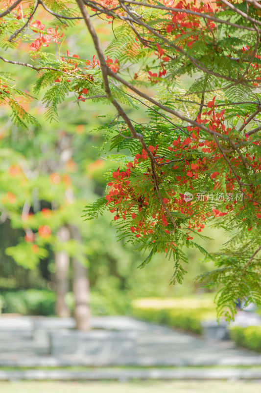 凤凰花、火凤凰