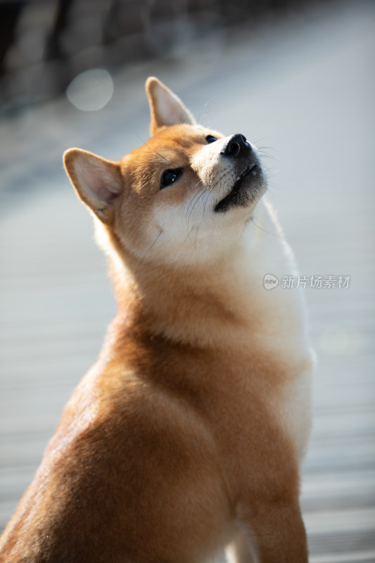 一只仰起头的柴犬头部特写