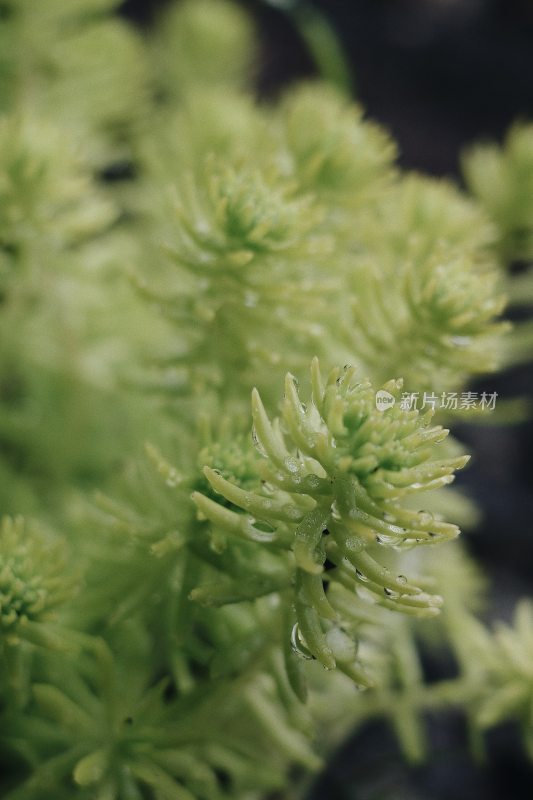 绿色植物 雨露