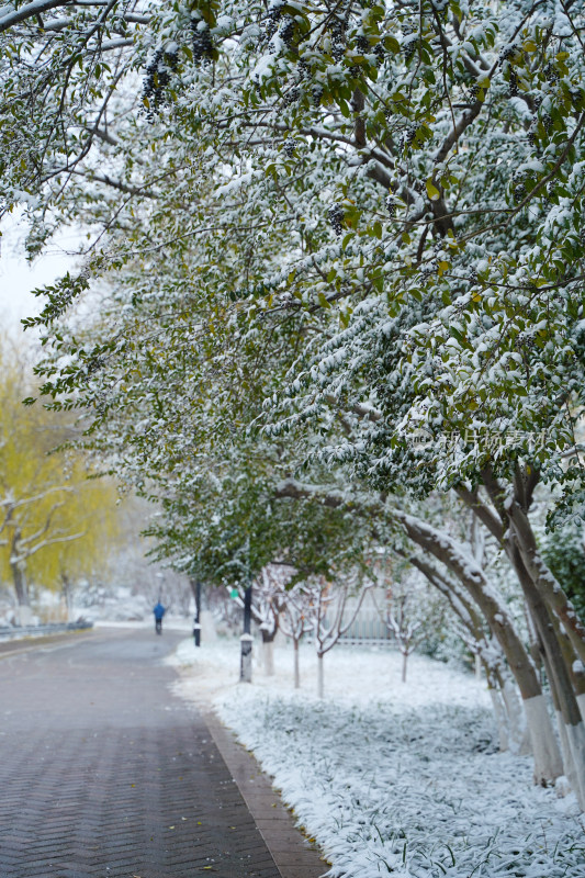 公园雪景