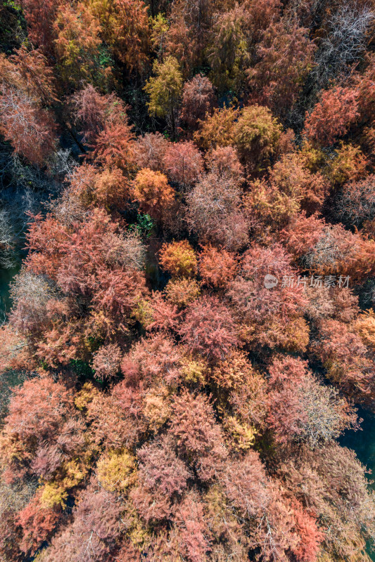 深圳大山陂水库水杉林秋色