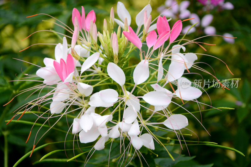 粉白色醉蝶花特写