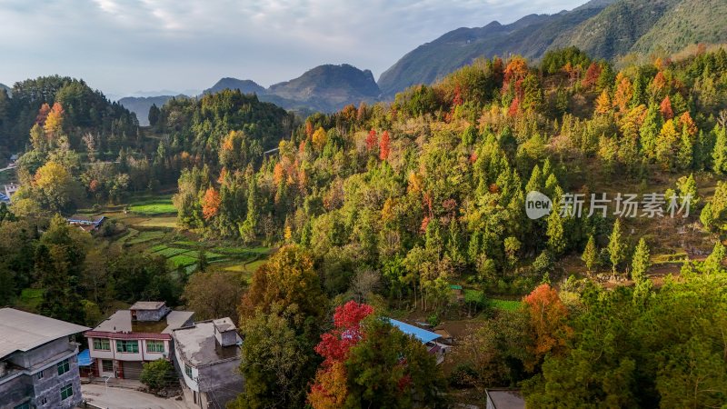 重庆酉阳：雾中枫叶红似火